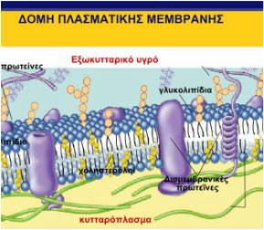 Η θέση της χοληστερόλης στην κυτταρική μεμβράνη 