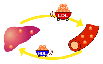 Ο ρόλος των HDL και LDL