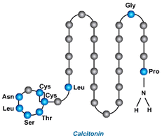 Η δομή της Καλσιτονίνης